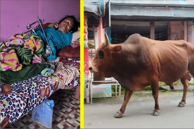 रानीखेत में विशालकाय लाल सांड के हमले से वृद्ध महिला की कमर टूटी, अब तक कई लोगो पर कर चुका है हमला, प्रशासन ने आँखे मूंदी।
