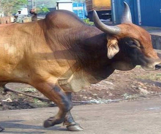 रानीखेत में सांड के हमले में बाल बाल बचे कांग्रेस नेता अतुल जोशी, सांड ने तीन बार पटका, आस पास के दुकानदारों ने बचायी जान।