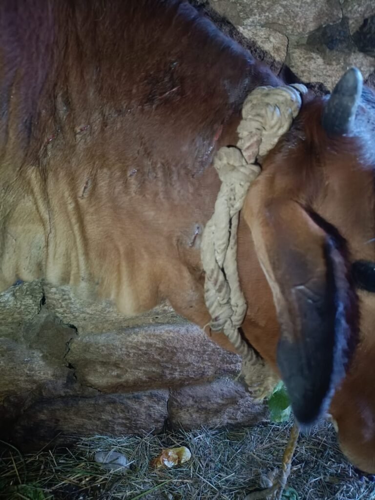 रानीखेत के इस गांव में तेंदुवे ने दिन दहाड़े गौशाला में घुसकर गाय पर किया हमला, ग्रामीणों की सतर्कता से बची गाय की जान, इलाके में अब तक 15 गायों को बना चुका है अपना शिकार।