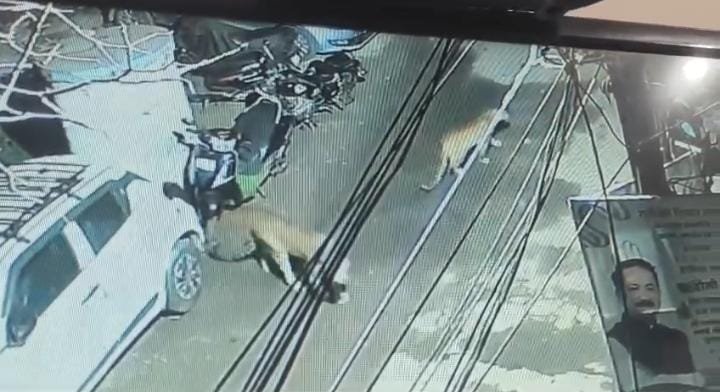 रानीखेत में तेंदुवे के जोड़े का आतंक, शाम होते ही नगर की सडको पर घूम रहे, 9 बजे पहुंच गए आबादी क्षेत्र में।