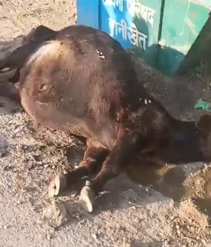 रानीखेत में तेंदुवे ने गाय को बनाया अपना शिकार, पहले सुदामापुरी फिर सरना गार्डन में CCTV में दिखे दो तेंदुवे।