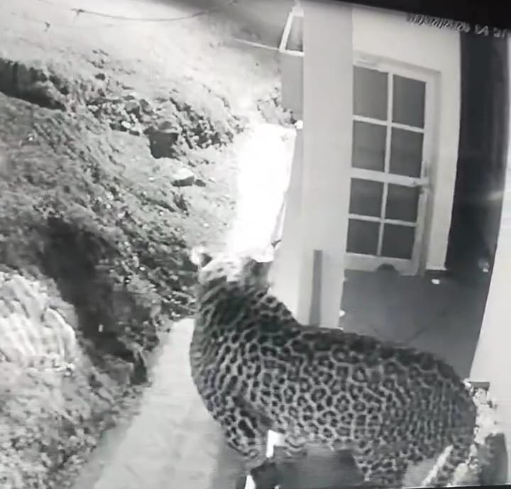 शिकार की तलाश में रानीखेत में घर में घुसा एक तेंदुवा, तो दूसरे वीडियो में केमू स्टेशन पर दिखे दो तेंदुए, लोगों में भय का माहौल।