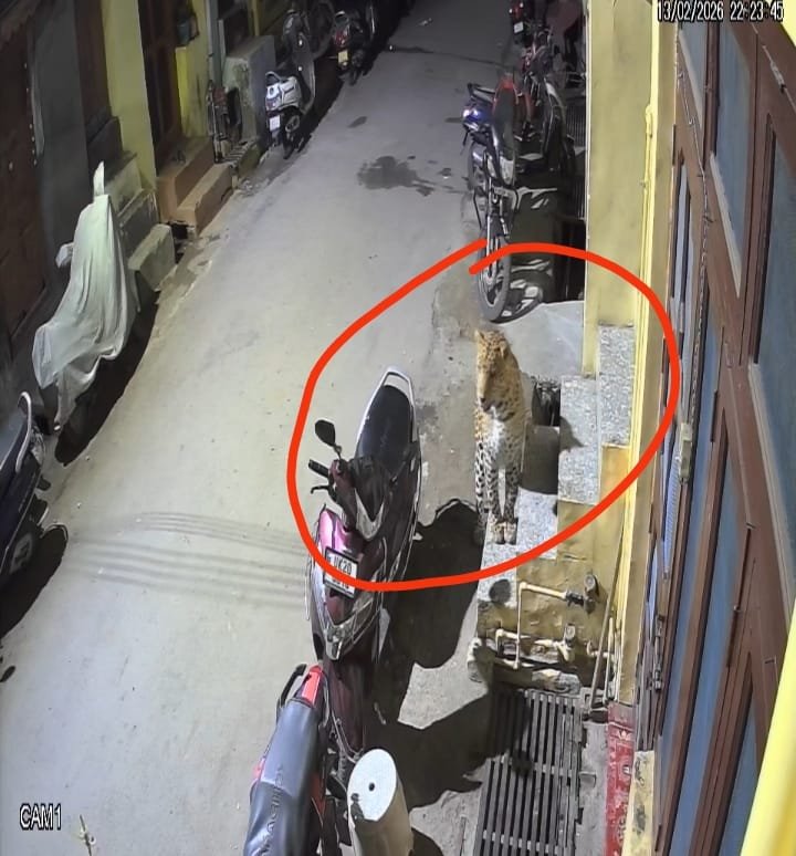 रानीखेत में सड़क पर दौड़ते हुए शिकार करता दिखा तेंदुवा, लोगो में भय का महौल, पिंजरा लगाने की मांग, देखिये वीडियो…