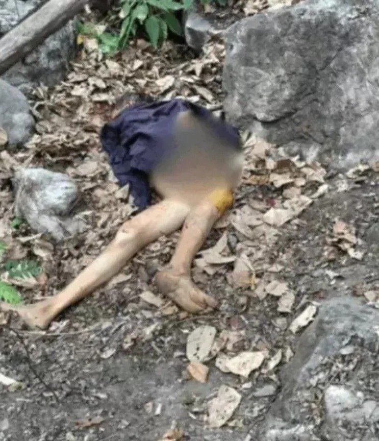 बाघ ने 60 वर्षीय वृद्ध को बनाया अपना शिकार, जंगल में लकड़ी और घास लेने गए थे बुजुर्ग, इलाके में दहशत