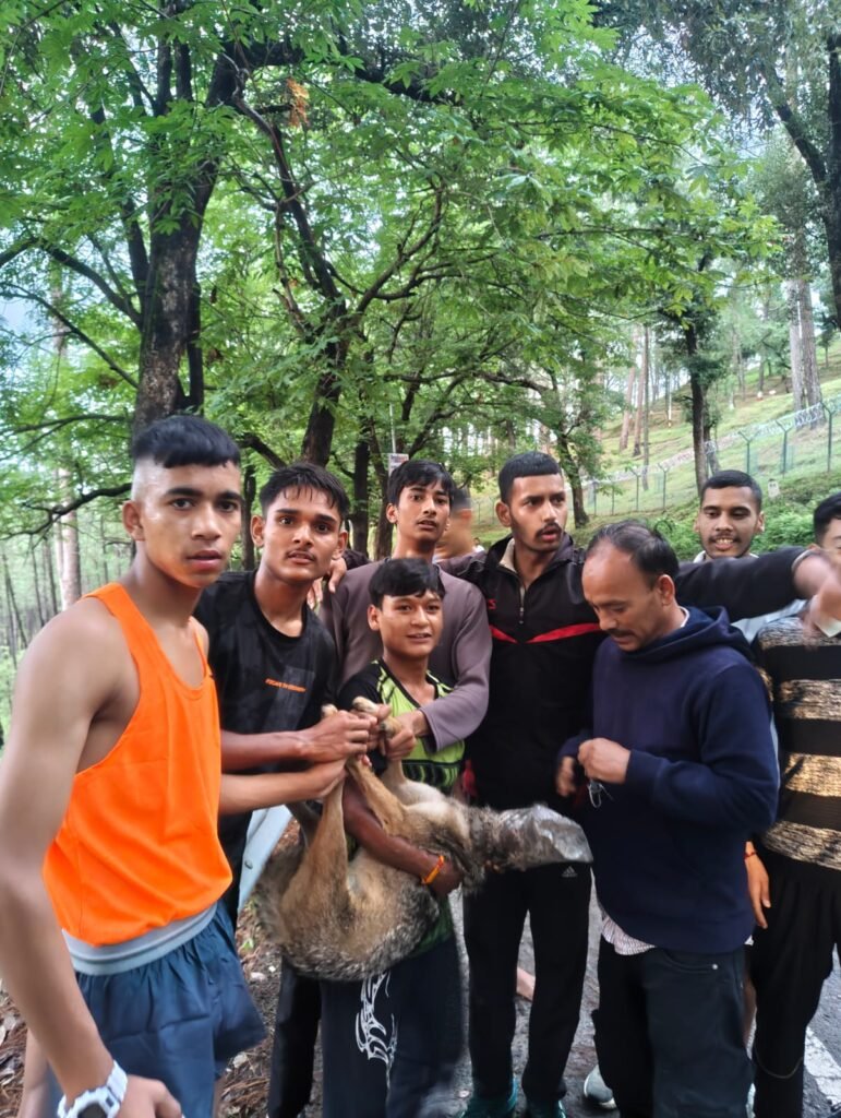 रानीखेत में सियार का मुहं प्लास्टिक जार में फंसा, ललित फिजिकल एकेडमी के युवाओं ने रेस्क्यू कर बचाया जीवन।