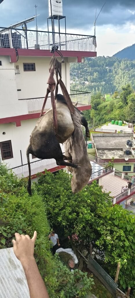 टैक्सी स्टैंड के पास फंसे बैल को संयुक्त टीम ने सुरक्षित निकाला